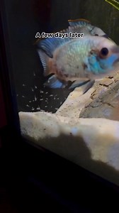 Electric blue acara breeding | Cichlid Bros