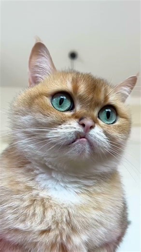 This Hat vs Cat Battle Is LEGENDARY! 😆 #Cats