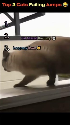 Top 3 Cats Failing Jumps 😂 These cats REALLY misjudged the jump 🤣