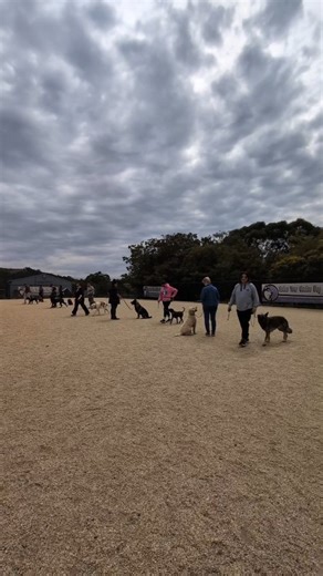 🐺 Group Class Superstars! 🐶 Always a good time with our group obedience classes 🔥 This class we worked on: 🐾 Engagement games 🐾 Recalls 🐾 Loose-leash walking 🐾 Holding obedience under distraction 🐾 Send away drills Such a great mix of dogs having a fun training 💙 | Refine Your Canine Dog Training
