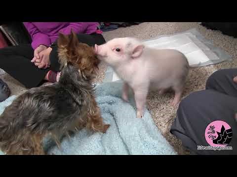 Cute Mini Pig and Puppy Become Unlikely Friends
