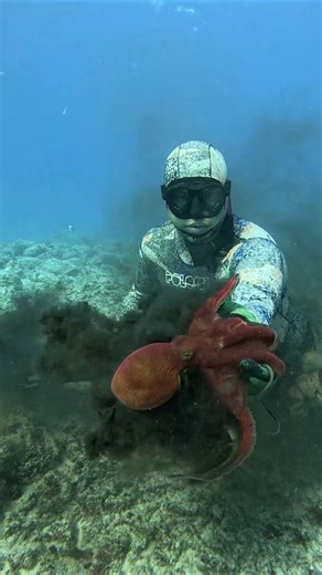 How We Catch Octopus in Hawaii #fishing #spearfishing