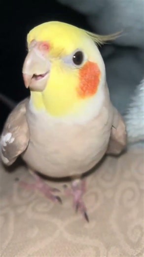 @serenestyle5: Us poor working stiffs are already up and headed to work—I’ve ..., #birds, #parrot