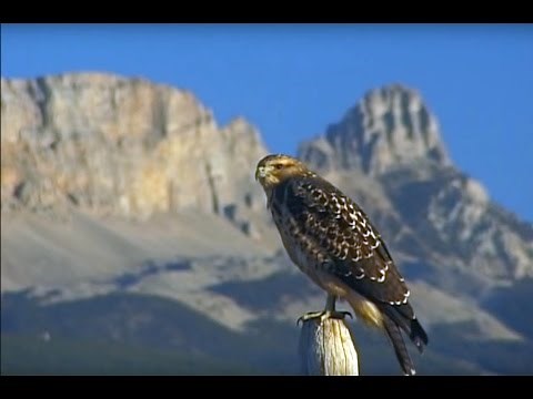 "Swainson's Hawk" (Buteo swainsoni)