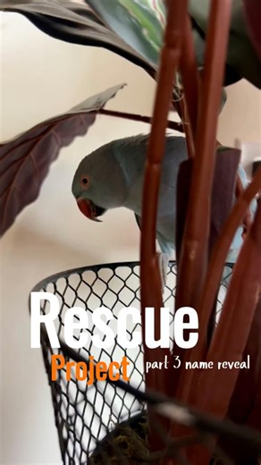 Rescue Project • Part 3 • Name Reveal! #rescueparrot #birds