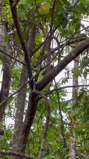 Colorful Parrot Singing in the Morning 🌿