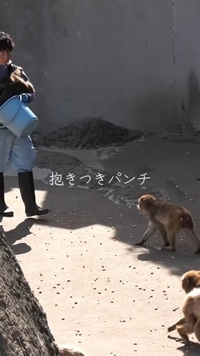 Today Punch’s sitting posture was too adorable 🥰🥰 he looked exactly like a tiny potato just chilling there 🥔🐒😂Daddy tried his absolute best to push him down, but nope… Punch said not anyway and won always 🤭💪😂 When he’s with his daddy's acts like a sweet innocent baby 🥺🍼… but the moment his friends show up BOOM 💥😎 instant chaos mode activated! Little potato turns into a full-on mischief machine 🤣🐒🔥#punchimonkey#chibaprefecture