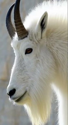 Mountain Goat Climbs Impossible Cliff | Incredible Wildlife Moment #animals