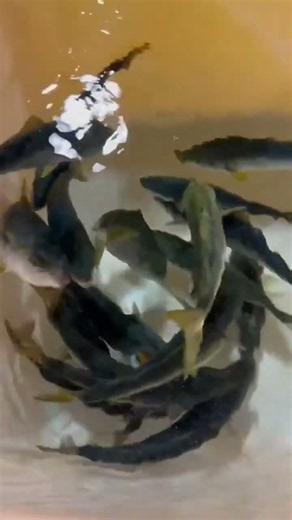 天然の活フクラギ（福来魚）です🐟