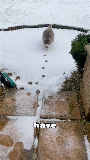 Why Do Cats Leave Two Footprints When They Walk?