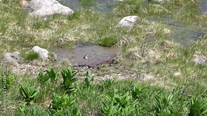 A flock of swallows lands and takes off at a puddle, gathering mud to build a nest