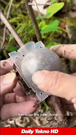 This Little Ball Makes NEW Plants 😮 From a Single Branch #AirLayering