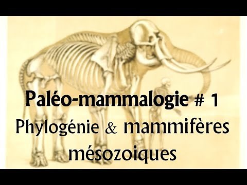 Paléomammalogie #1 Phylogénie et mammifères mésozoiques