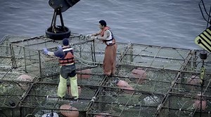 The derby days were wild and crazy, and much more dangerous! | Deadliest Catch