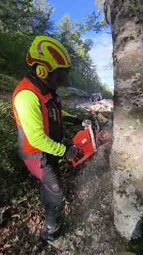 Beech tree felling with the ECHO CS 7310SX chainsaw. #echotools #chainsaws