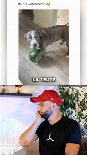 Selon vous chien agressif ou juste râleur ? 🤔