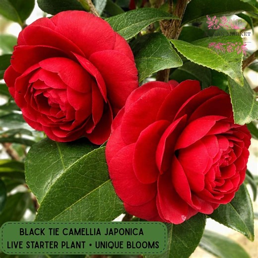 Black Tie Camellia Japonica Live Plant, Very Unique Blooms Starter Plant - Etsy