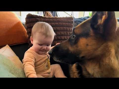 This 90lb German Shepherd Was Returned 4 Times — Then a Baby Girl Changed Everything