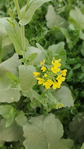 Golden Mustard Fields in Full Bloom 🌿