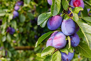 Plum trees: don't miss this essential step in September to obtain an abundance of beautiful fruit in spring 2025 - Netmums