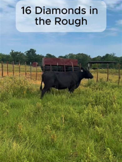 These cows are all confirmed bred and are mostly solid mouth and younger. They’ve been completely worked are ready to go! The calf they're carrying will almost, if not completely, pay for the cow. If you're looking for a quick return on your investment, this is it! 💰 $2,850/each 🚚 Free shipping for the first 10 miles per cow purchased! Whether you're looking for a few cows or a full truckload, we'd love the opportunity to earn your business. Give us a call and let's see how we can help! 📞 903