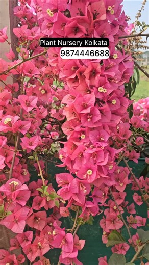 Bougainvillea Flower Plant Wholesaler Nursery Very Low Price Available