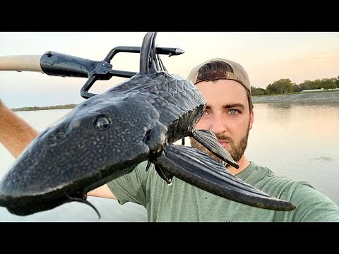 Plecostomus - Suckermouth Catfish Catch & Cook - DELICIOUS! (How to Clean Armored Catfish)