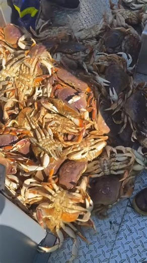 Oregon Coastal Crabbing & Shellfish on Instagram: "Dan Young in Warrenton Oregon 🦀⚓️🌊🗺️📍🦀#crabbing #fishing #oregoncoastalcrabbingshellfish #traveloregon #outdoors #oregoncoast #crab #oregon #adventure #shellfish #food"