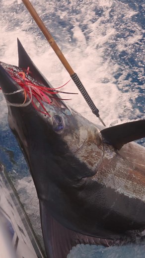 Fishing for blue marlin in Cabo San Lucas. #fishingislife #fishing #fishingtrip #fishingaddict #fishinglife #CaboSanLucas #fishingmexico | Tag cabo sportfishing