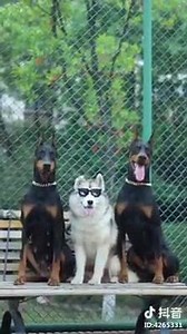me and my protections😎😎😍😎 | HUSKY DOGS