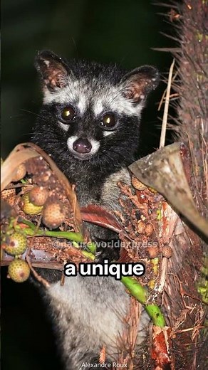 Coffee's Secret | The Asian Palm Civet
