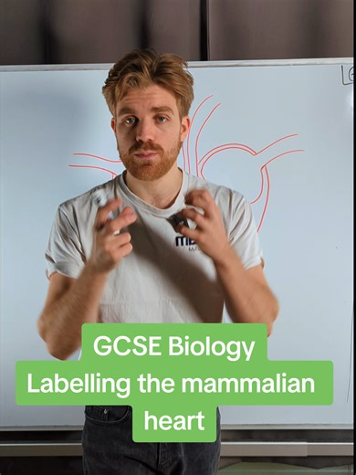 GCSE Biology - Labelling the mammalian heart #joedoesbiology #myedspace #biology #gcse #myedspacebiology