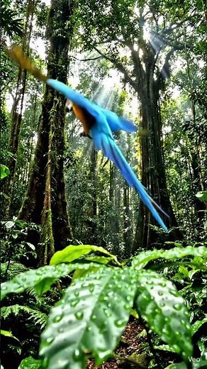Amazon Jungle Adventure | Deep Rainforest Wildlife & Nature Views