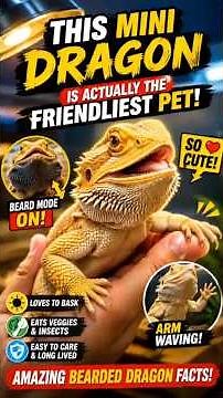 This Mini Dragon Is Actually the Friendliest Pet! | Amazing Bearded Dragon Facts