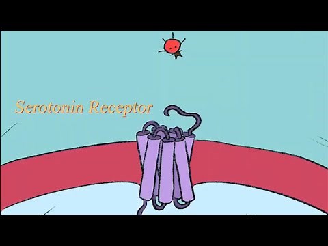 The Journey of Serotonin