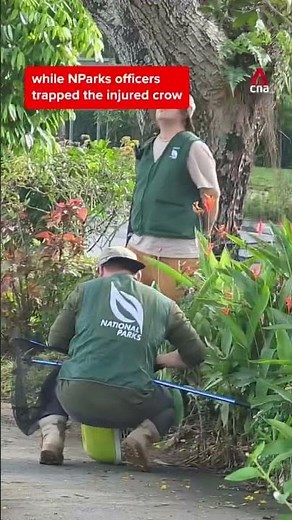Crows have been attacking people on a path in Bishan (Video: CNA/Try Sutrisno Foo)