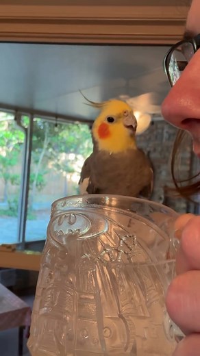 Never seen a bird so excited to have a sip of water, does he normally drink?😳 | Cricket World Cup 2015