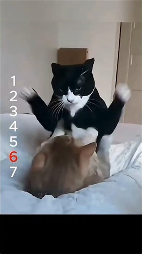 Is your cat friend an alien? #cat #loseweight #funny #funny #wwe