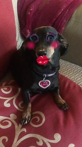 You like my lipstick? #wienerdogs #sundayfunday #october #autumn #fall #adoptdontshop #doxie #dogthoughts #wieners #dogs #dogtok #cute #love #kindness #pets #petstagram #puppyoftheday #viral #fyp #wienerdogs #weens #wienerdog #sausagedog #doglover #mentalhealth #happy #fun #taylorswift #dachshund #wienerdogs #usher #makeup #makeupartist #makeupforpets | 3 Little Ladies