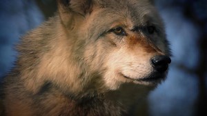 204K views · 2.4K shares | Heart-warming, moving, captivating . . . I can't wait for what's coming! You have to watch this. | A Dog's Purpose | Facebook