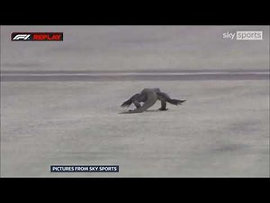 F1 practice in Singapore halted after lizard runs onto track 🤣 (fun story) 21/Sep/2024