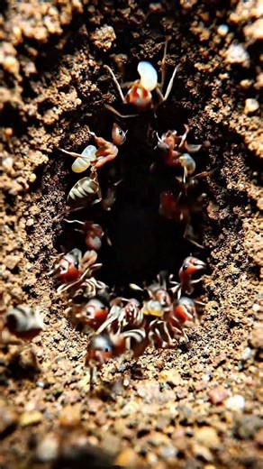 Ant POV: They Started Moving the Larvae Deeper
