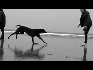 GREYHOUND galloping slow motion 1000frames per second