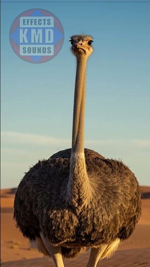 OSTRICH SOUND - ANIMAL SOUNDS - Sound Effects