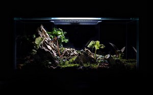 Setting up a Jewel Orchid Terrarium — The Sprouting Botanist