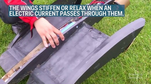 Scientists made a 'bat drone' that can change its shape mid-flight | Insider International