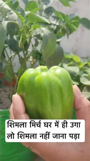 #capsicum#vegetable#youtube#kitchengarden#harvesting#lovenature#orgenic#home#viral# #garden#shorts