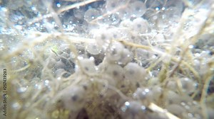 spawn, underwater view, closeup in a pond in spring in Germany