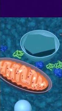 100-Hour Water Fast: Inside Your Body’s 4-Day Reset