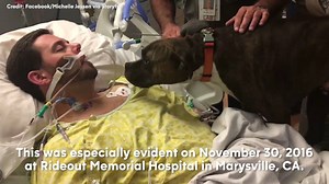 Dog visits hospital to say goodbye to her dying owner